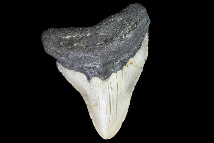 Fossil Megalodon Tooth - North Carolina #101293